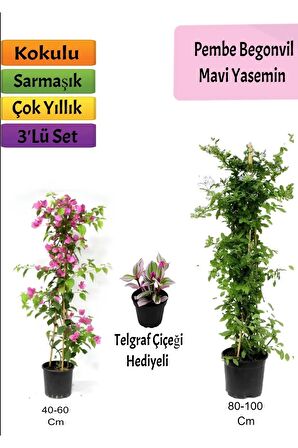 Mavi Yasemin+ Pembe Begonvil+ Telgraf Hediyeli