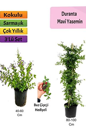 Mavi Yasemin+ Duranta+ Buz Çiçeği Fidanı