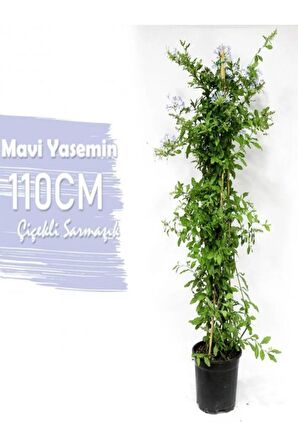 Mavi Yasemin+ Turuncu Begonvil+ Kurdele Hediyeli