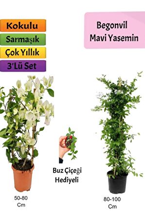 Mavi Yasemin+ Beyaz Begonvil+ Buz Çiçeği Hediyeli