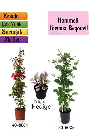 Kırmızı Begonvil+Kokulu Hanımeli Çiçeği+Telgraf Çiçeği Hediyeli 3'lü Peyzaj Seti