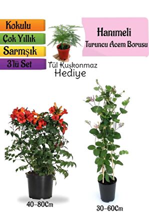 Turuncu Borazan Çiçeği+Kokulu Hanımeli Çiçeği+Tül Çiçeği Hediyeli 3'lü Peyzaj Seti