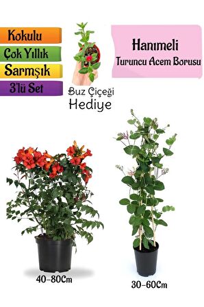 Turuncu Borazan Çiçeği+Kokulu Hanımeli Çiçeği+Buz Çiçeği Hediyeli 3'lü Peyzaj Seti