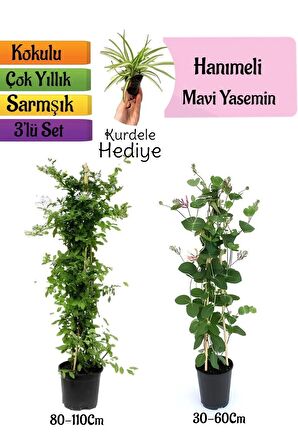 Mavi Yasemin+Kokulu Hanımeli Çiçeği+Kurdele Çiçeği Hediyeli 3'lü Peyzaj Seti