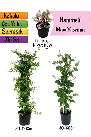 Mavi Yasemin+Kokulu Hanımeli Çiçeği+Telgraf Çiçeği Hediyeli 3'lü Peyzaj Seti