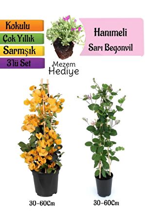 Sarı Begonvil+Kokulu Hanımeli Çiçeği+Mezem Çiçeği Hediyeli 3'lü Peyzaj Seti