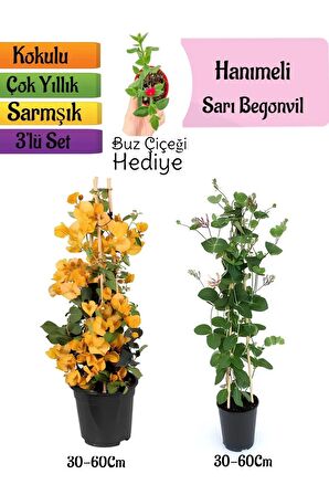 Sarı Begonvil+Kokulu Hanımeli Çiçeği+Buz Çiçeği Hediyeli 3'lü Peyzaj Seti