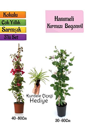 Kırmızı Begonvil+Kokulu Hanımeli Çiçeği+Kurdele Çiçeği Hediyeli 3'lü Peyzaj Seti