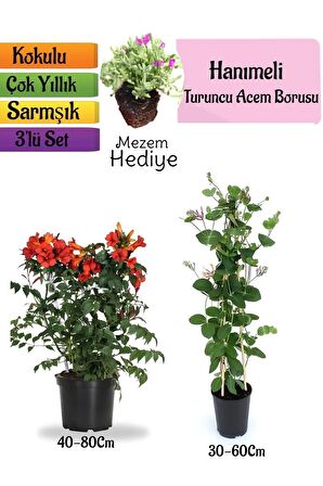 Turuncu Borazan Çiçeği+Kokulu Hanımeli Çiçeği+Mezem Çiçeği Hediyeli 3'lü Peyzaj Seti