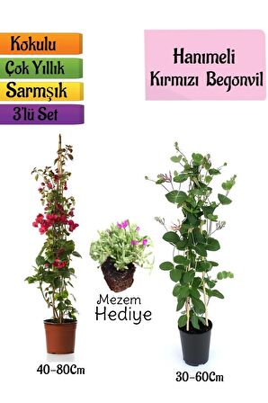 Kırmızı Begonvil+Kokulu Hanımeli Çiçeği+Mezem Çiçeği Hediyeli 3'lü Peyzaj Seti