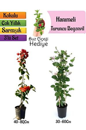 Turuncu Begonvil+Kokulu Hanımeli Çiçeği+Buz Çiçeği Hediyeli 3'lü Peyzaj Seti
