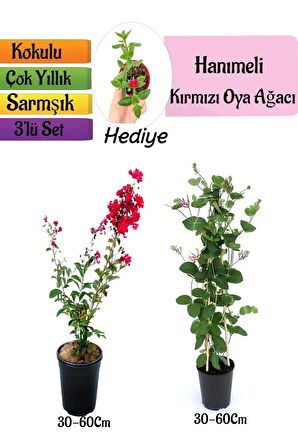 Kırmızı Oya Ağacı+Kokulu Hanımeli Çiçeği+Buz Çiçeği Hediyeli 3'lü Peyzaj Seti