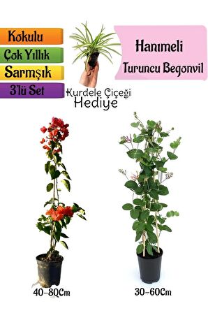 Turuncu Begonvil+Kokulu Hanımeli Çiçeği+Kurdele Çiçeği Hediyeli 3'lü Peyzaj Seti