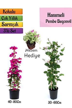 Pembe Begonvil+Kokulu Hanımeli Çiçeği+Mezem Çiçeği Hediyeli 3'lü Peyzaj Seti