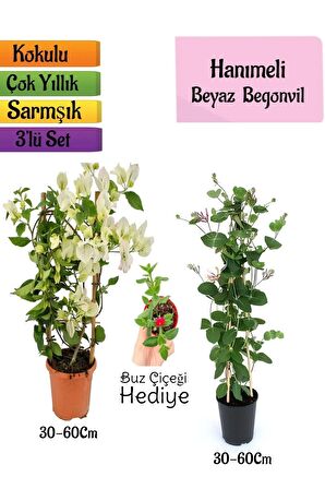 Beyaz Begonvil+Kokulu Hanımeli Çiçeği+Buz Çiçeği Hediyeli 3'lü Peyzaj Seti