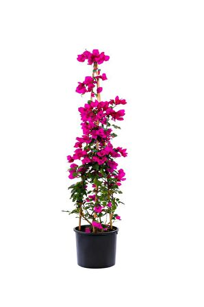 Pembe Begonvil+Kokulu Hanımeli Çiçeği+Telgraf Çiçeği Hediyeli 3'lü Peyzaj Seti