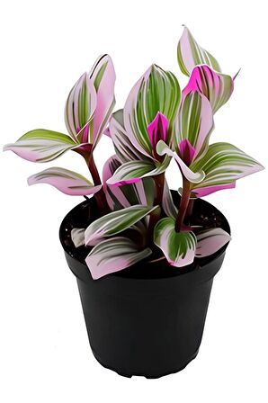 Pembe Begonvil+Kokulu Hanımeli Çiçeği+Telgraf Çiçeği Hediyeli 3'lü Peyzaj Seti