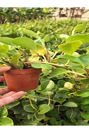 Zümrüt Dalgası Çiçeği Fidanı 1 ADET Saksılı Sarmaşık Bitki 15-30Cm (Peperomia)