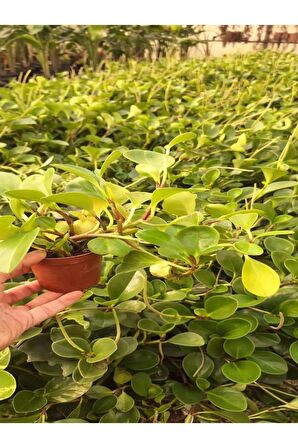 Zümrüt Dalgası Çiçeği Fidanı 1 ADET Saksılı Sarmaşık Bitki 15-30Cm (Peperomia)