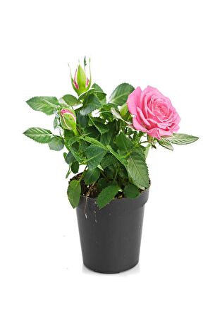 4'Lü Bahçe Seti Kırmızı+ Beyaz+ Sarı+ Pembe Gül Fidanları (15-25 Cm) Dış mekan Bitkileri