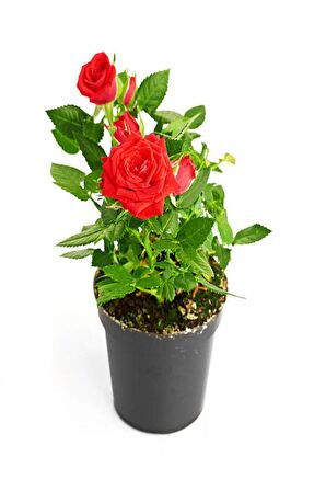 4'Lü Bahçe Seti Kırmızı+ Beyaz+ Sarı+ Pembe Gül Fidanları (15-25 Cm) Dış mekan Bitkileri