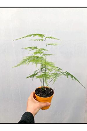 5'Li Bahçe Seti Itır Kurdela Tül Mezem Buz Dış Mekan Bitkileri
