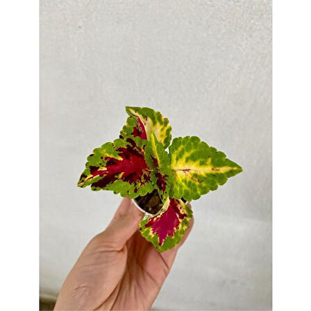 Karışık Renk Yaprak Güzeli Çiçeği 1 Adet SAKSILI(10-15CM) Bahçe Peyzaj Seti(Kolyos)