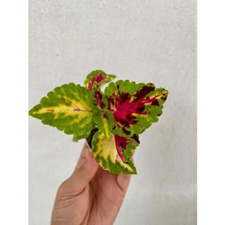 Karışık Renk Yaprak Güzeli Çiçeği 1 Adet SAKSILI(10-15CM) Bahçe Peyzaj Seti(Kolyos)