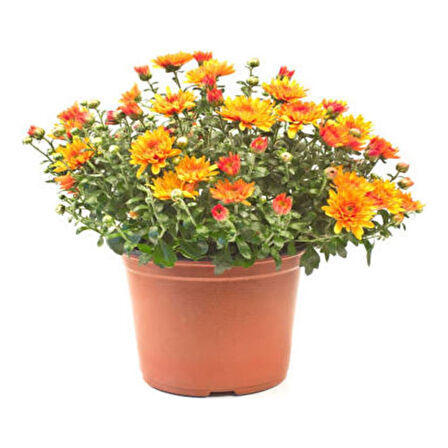 1 Adet Saksılı 15-25 cm Krizentem Turuncu Renk Kasımpatı Çiçeği 