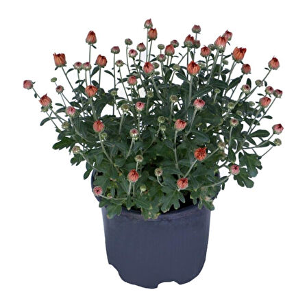 1 Adet Saksılı 15-25 cm Krizentem Turuncu Renk Kasımpatı Çiçeği 