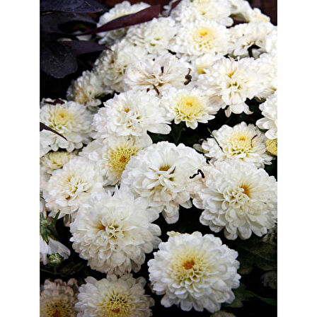 Chrysanthemum Beyaz Renk Kasımpatı 1 Adet 10-25 cm Saksılı Salon Çiçeği 