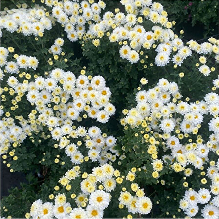 Chrysanthemum Beyaz Renk Kasımpatı 1 Adet 10-25 cm Saksılı Salon Çiçeği 