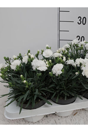Beyaz Renk Kokulu Karanfil Çiçeği İç Dış Mekan Uygun Çiçekli Karanfil 15-25CM 