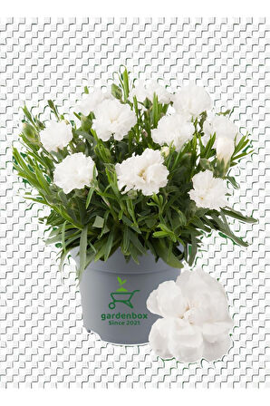 Bodur Karanfil Çiçeği Beyaz Renk 15-25cm Saksılı Yeni Sezon Ürün