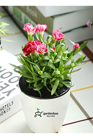 Avantajlı Ürün Pembe Renk Karanfil Çiçeği 15-25cm Saksılı (Pink Dianthus)
