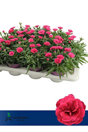 Yeni Sezon Dolgun Çiçekli Karanfil Çiçeği Pembe Renk 1 ADET Saksılı 15-25cm