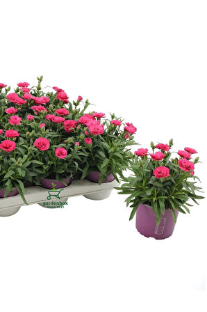 Dekoratif Kokulu Salon Ofis Çiçeği Pink Dianthus 1 Adet Saksılı 15-25cm 