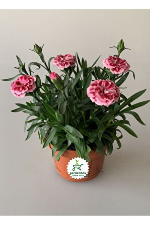 Kokulu Pembe Ebruli Karanfil Çiçeği 15-25 CM Saksılı Bahçe Balkon Çiçeği