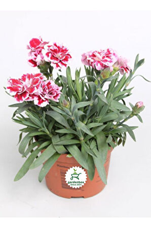 Kokulu Pembe Ebruli Karanfil Çiçeği 15-25 CM Saksılı Bahçe Balkon Çiçeği