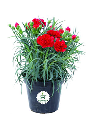 Dolgun Formlu Kırmızı Renk Karanfil Çiçeği 1 Adet 15-25CM Red Dianthus