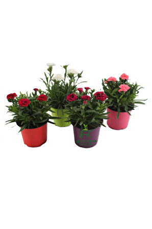 Dolgun Formlu Kırmızı Renk Karanfil Çiçeği 1 Adet 15-25CM Red Dianthus