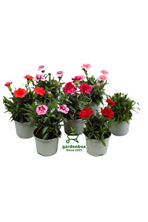 Mis Kokulu Kırmızı Renk Bodur Karanfil 1 ADET Saksılı 15-25cm Red Dianthus