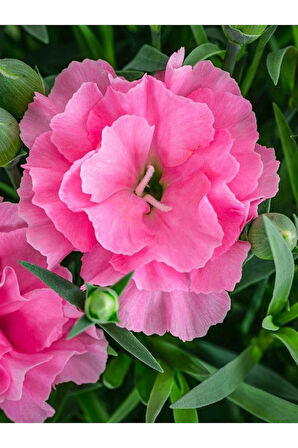 Yoğun Kokulu Şeker Pembe Karanfil Çiçeği Bodur Tür 15-25cm Pink Dianthus