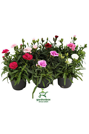 Mis Kokulu Karanfil Çiçeği Kırmızı-Pembe-Beyaz 3 Adet Saksılı Bodur Tür 15-25cm