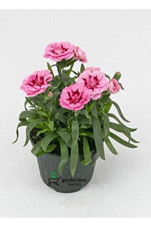 Kokulu Karanfil Çiçeği Kırmızı-Pembe 3 Adet Saksılı Bodur Tür 15-25cm Dianthus