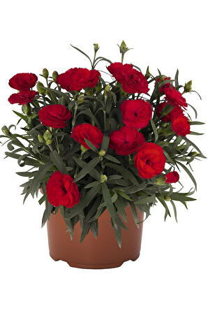 Mis Kokulu 4 Adet Karanfil Çiçeği Bodur Tür Dianthus Çiçekli Bitki 15-25cm 