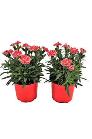Mis Kokulu 4 Adet Karanfil Çiçeği Bodur Tür Dianthus Çiçekli Bitki 15-25cm 