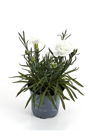 Formlu Beyaz Renk Karanfil Çiçeği 1 Adet 15-25cm White Dianthus