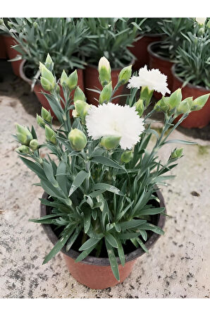 Formlu Beyaz Renk Karanfil Çiçeği 1 Adet 15-25cm White Dianthus