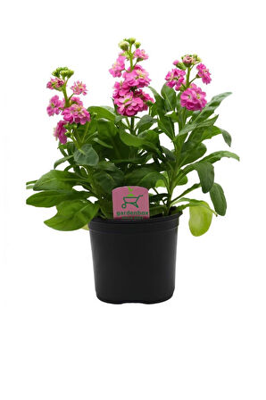 Pembe Renk Kokulu Şebboy Çiçeği 3 Köklü 15-30CM Saksılı Dolgun Formlu 